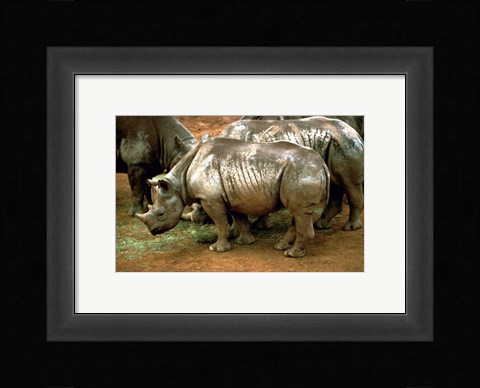 Framed Black Rhinoceros in Africa Print