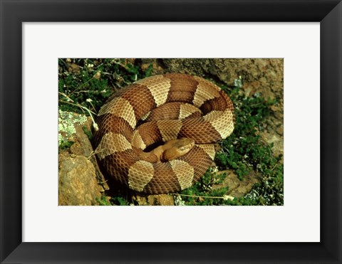 Framed Broad Banded Copperhead Coiled Snake Print