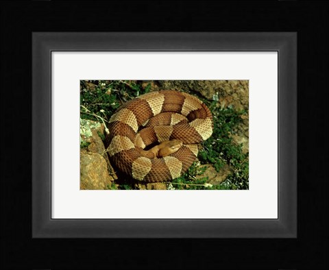 Framed Broad Banded Copperhead Coiled Snake Print