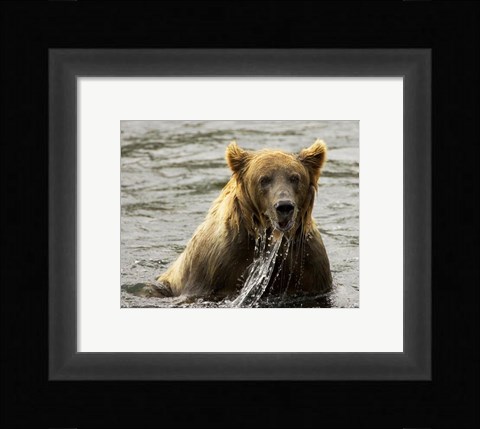Framed Brown Bear Fishing Print