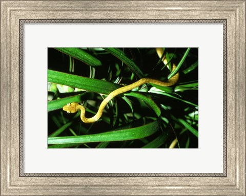 Framed Brown Tree Snake Print