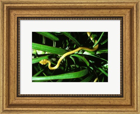 Framed Brown Tree Snake Print