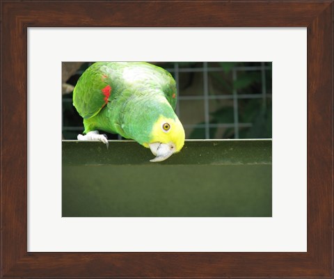 Framed Cheeky Parrot Print