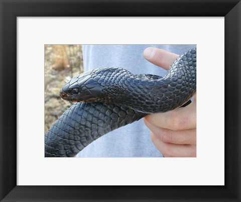 Framed Eastern Indigo Snake Print