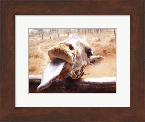Framed Giraffe Sticking His Tongue Out Print