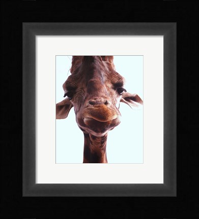 Framed Giraffe Face Print