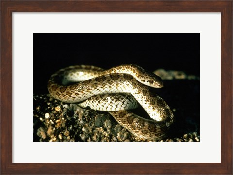 Framed Glossy Snake Print