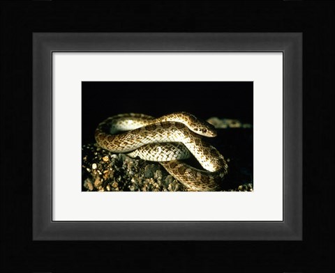 Framed Glossy Snake Print
