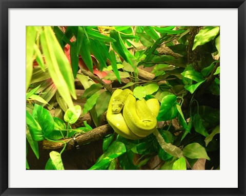 Framed Green Tree Python Snake Print