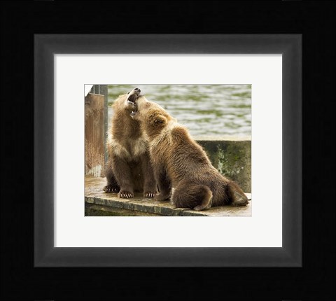 Framed Grizzly Bear Cubs Print