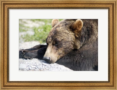 Framed Grizzly Bear Lying with His Head Down Print
