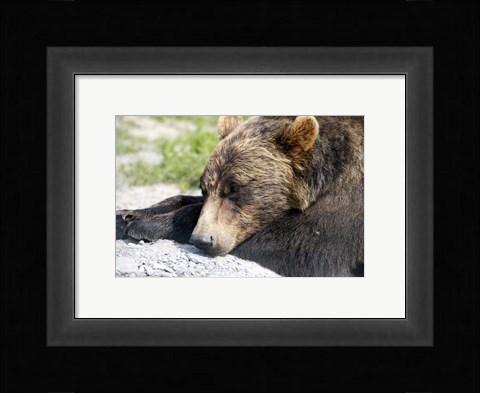 Framed Grizzly Bear Lying with His Head Down Print