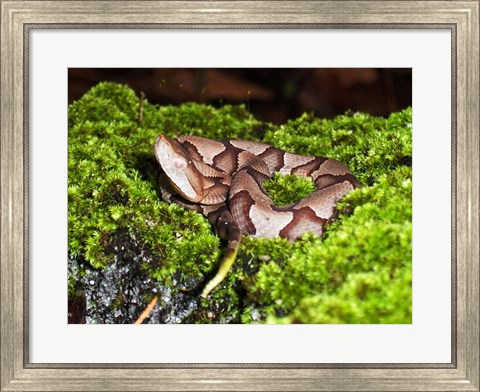 Framed Juvenile Copperhead Snake Print