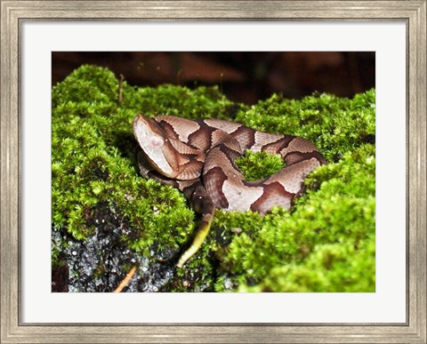Framed Juvenile Copperhead Snake Print