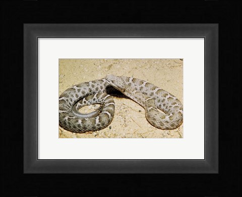 Framed Mexican Ridged Nose Rattlesnake Print