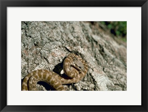 Framed Night Snake New Mexico Print