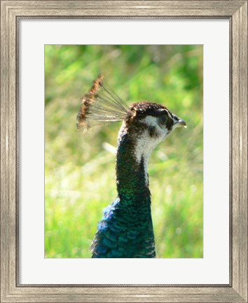 Framed Peacock Head Print