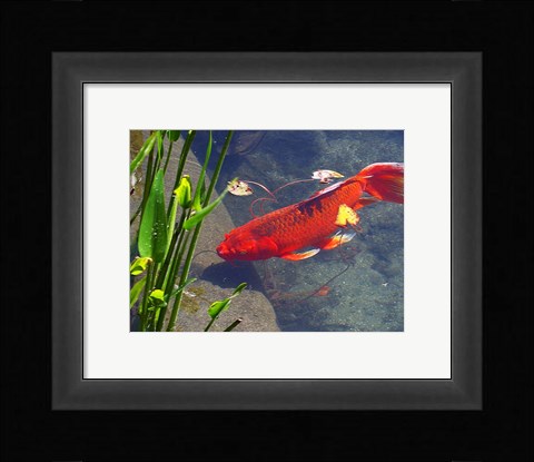 Framed Red Goldfish Print