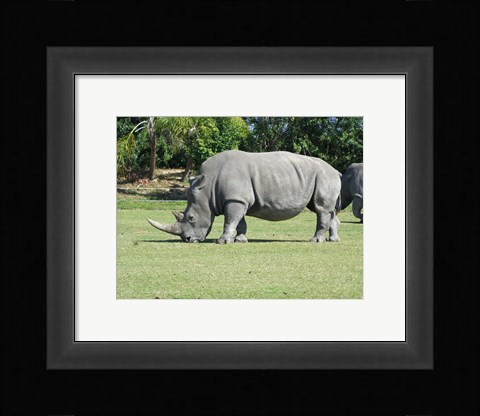 Framed Rhino Grazing Print