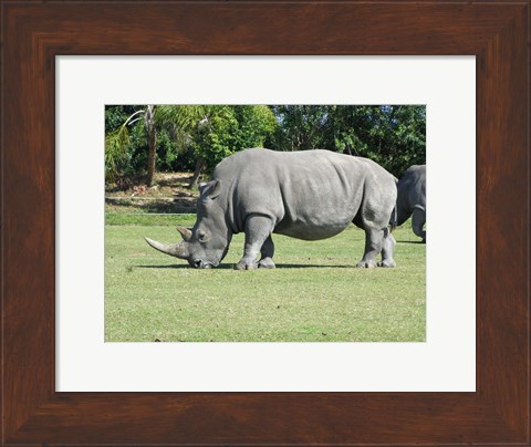 Framed Rhino Grazing Print