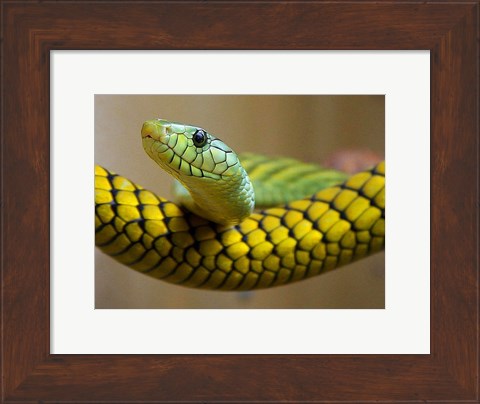 Framed Green Snake Print