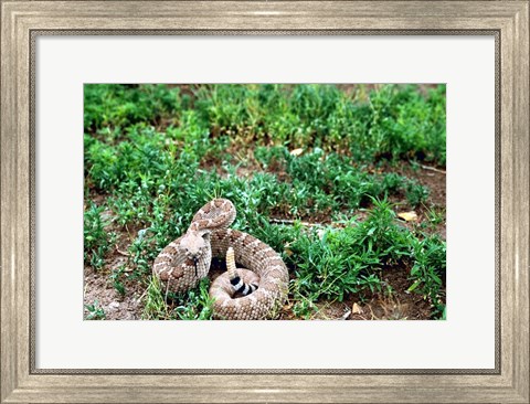 Framed Western Diamondback Rattlesnake Print