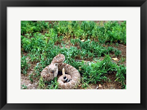 Framed Western Diamondback Rattlesnake Print