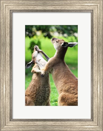 Framed Playful Kangaroos Print