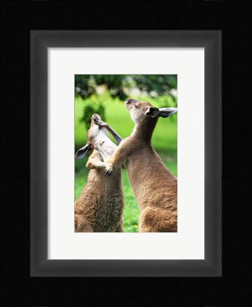 Framed Playful Kangaroos Print