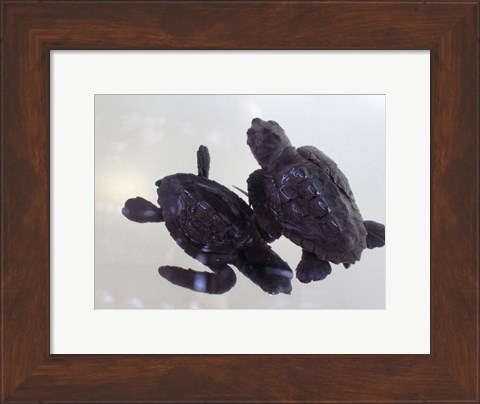Framed Baby Sea Turtles Print