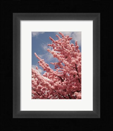 Framed Cherry Blossoms Print