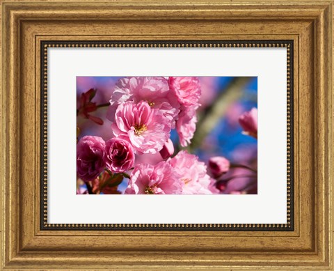 Framed Flowering Cherry Blossoms Print