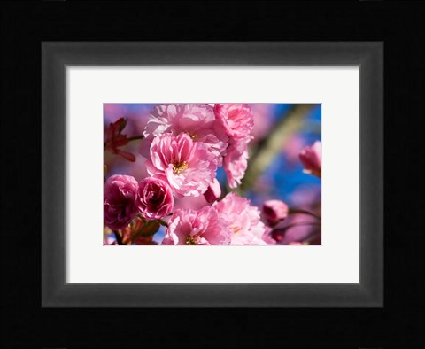 Framed Flowering Cherry Blossoms Print