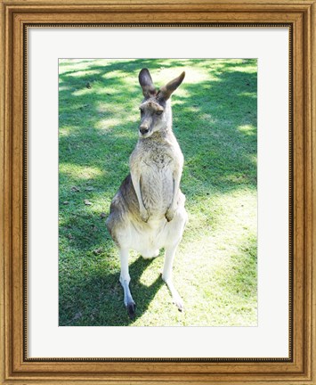 Framed Kangaroo In Field Print