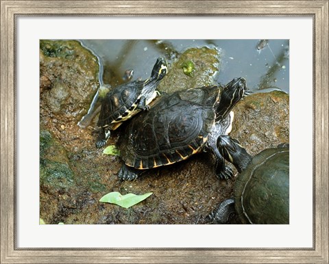 Framed Three Turtles Print