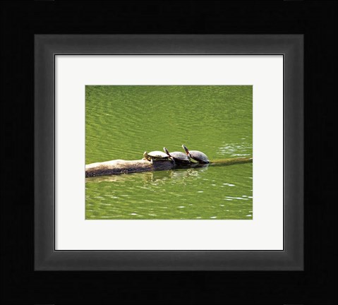 Framed Turtle Family Print