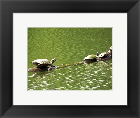 Framed Turtles Swimming Print
