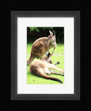 Framed Two Kangaroos Print