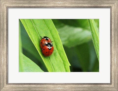 Framed Two Ladybugs Print
