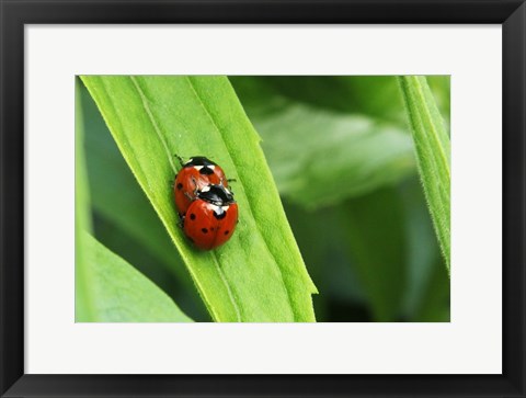 Framed Two Ladybugs Print