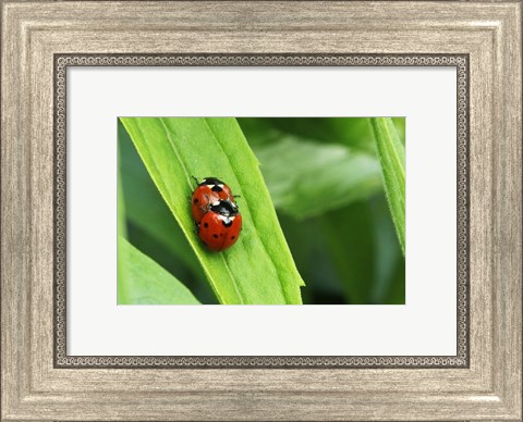 Framed Two Ladybugs Print