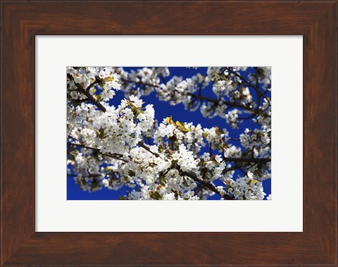 Framed White Cherry Blossom Branches Print