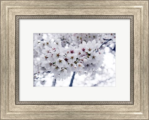 Framed White Cherry Blossoms photo Print