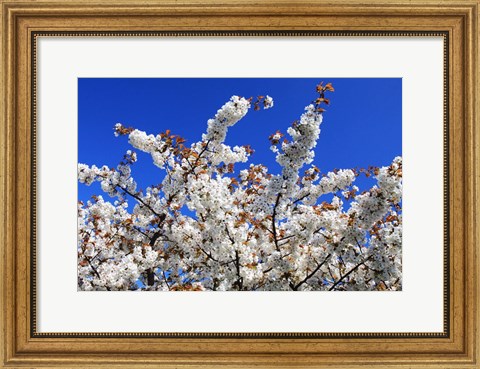 Framed White Cherry Blossom Bloom Print