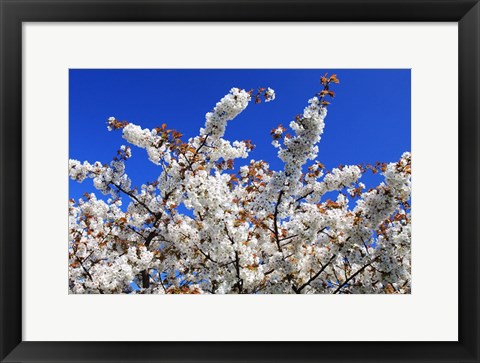 Framed White Cherry Blossom Bloom Print