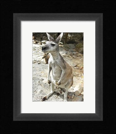 Framed Kangaroo at the Zoo Print