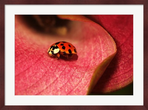 Framed Ladybug On Leaves Print