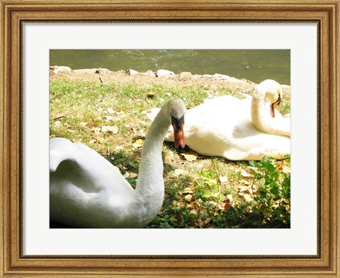 Framed Swans by the Lake Print