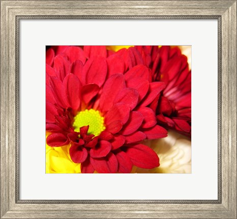 Framed Chrysanthemum Print
