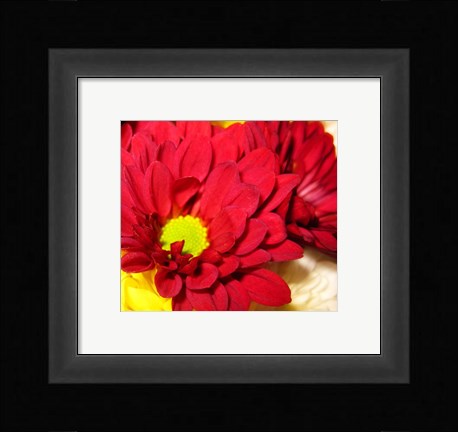 Framed Chrysanthemum Print